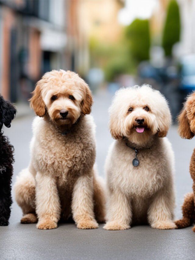Fur-Ever Love: 3 Unique Poodle Mix Breeds to Aww Over